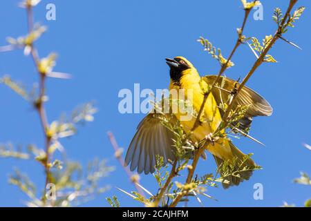 Southern Masked Weaver male (Ploceus velatus) displaying perched on a branch in Fever Tree (Vachellia xanthophloea) Stock Photo