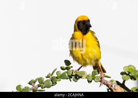 Southern Masked Weaver breeding male (Ploceus velatus) perched on Spekboom, Eastern Cape, South Africa Stock Photo