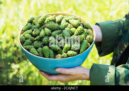 Full bowl of harvested young pine cones, close-up Stock Photo