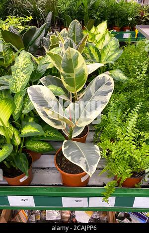 Ficus elastica. Houseplants in pots in garden shop. Green plants is sold in store. Planting of greenery. Stock Photo