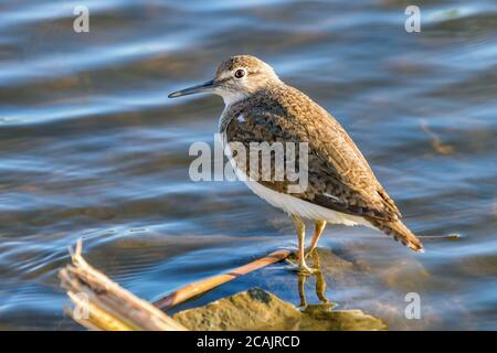 Common Sandpiper Water Bird (Actitis hypoleucos) Stock Photo
