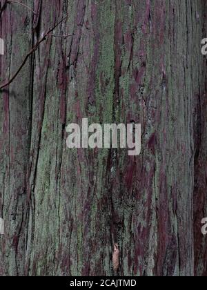 tree bark green, pink, close up background, wooden board, texture Stock Photo