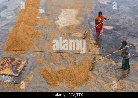 Daily women labor dries rice at a rice mill ground in Savar near Dhaka, Bangladesh, on August 7, 2020 Stock Photo