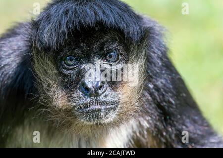 Portrait of Geoffroy Spider Monkey (Ateles geoffroyi) Black handed spider monkey Stock Photo