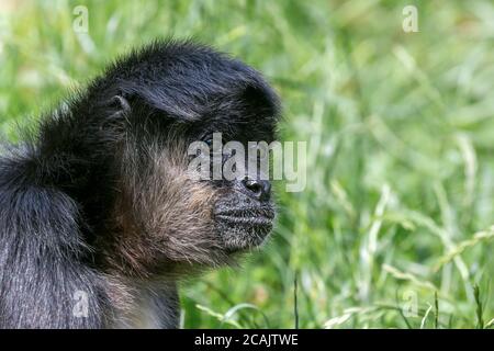 Portrait of Geoffroy Spider Monkey (Ateles geoffroyi) Black handed spider monkey Stock Photo