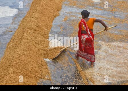 Daily women labor dries rice at a rice mill ground in Savar near Dhaka, Bangladesh, on August 7, 2020 Stock Photo