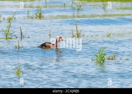 Ferruginous Duck in Natural Habitat (Aythya nyroca) Stock Photo