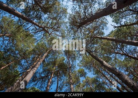 Looking up to the sky through pine trees near Aviemore in the Cairngorms National Park, Scotland, UK. Stock Photo