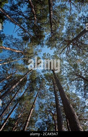 Looking up to the sky through pine trees near Aviemore in the Cairngorms National Park, Scotland, UK. Stock Photo