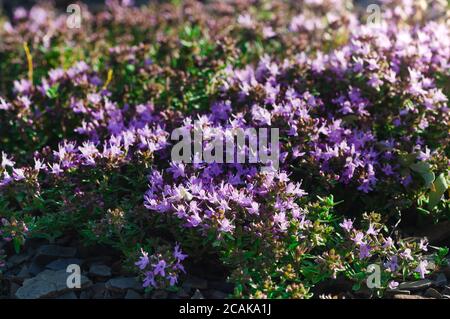 Close-up of wild Thymus serpyllum. Medicinal herb. Pink flowers of thyme grow on the rocks Stock Photo