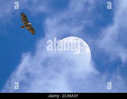 A Red-Tailed Hawk soars above a cloud-shrouded full moon in late afternoon. Stock Photo