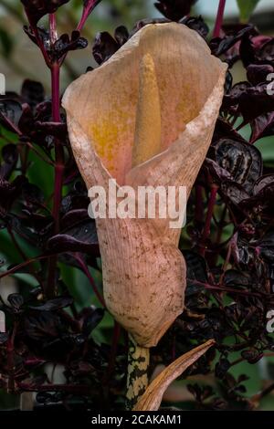 Flower of Voodoo Lily Bulbifer (Amorphophallus bulbifer) Stock Photo
