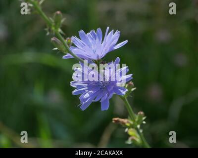 blooming chicory flowers close-up, herbal medicative plant Stock Photo