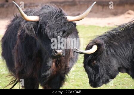 Galloway cattle standing in sunset Stock Photo