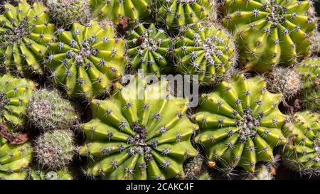 Green cactus texture with thorns Stock Photo