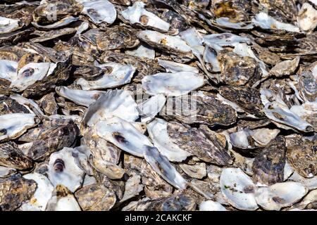 Oyster graveyers, oyster shells disposed of onto the beach from a nearby oyster restaurant, Whitestable, Kent, UK Stock Photo