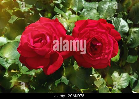 Two red flowers of rose against green leaves on sunny summer day Stock Photo