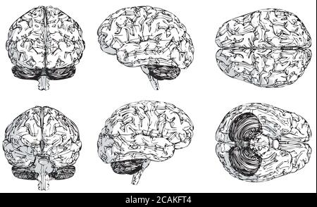 Human brain side view, hand drawn medical illustration, color pencils ...