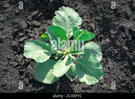 Growing cabbage in the garden in the open air, white cabbage bushes on the black ground. Stock Photo