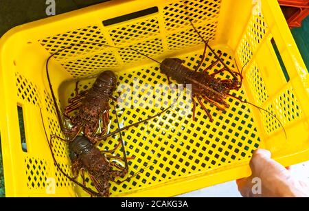 Fresh Japanese lobsters in a yellow basket at the port of Kanaya Village on the Bōsō Peninsula, which will be cooked in high-class Japanese cuisine as Stock Photo