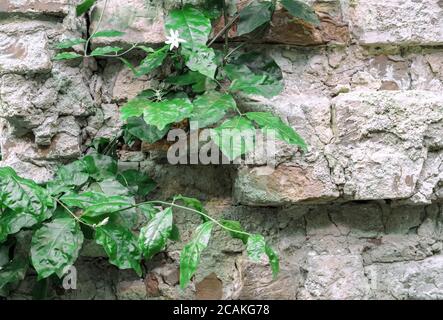 Green climbing plant on the old dilapidated wall. Stock Photo