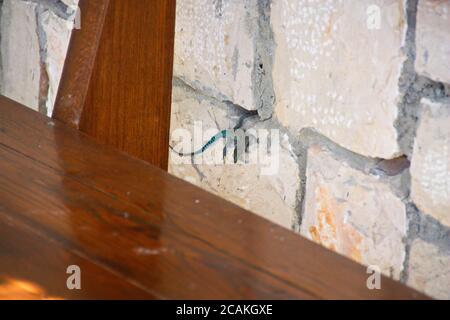 European green lizard (Lacerta viridis) in croatia Stock Photo