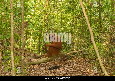 An orangutan sitting on a branch in Gungung Leuser National Park, Bukit Lawang, Sumatra, Indonesia Stock Photo