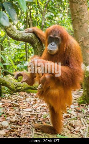 An orangutan with her baby, sitting on a branch in Gungung Leuser National Park, North Sumatra, Indonesia