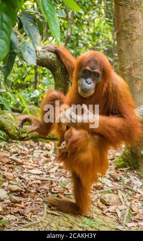 An orangutan with her baby, sitting on a branch in Gungung Leuser National Park, North Sumatra, Indonesia Stock Photo