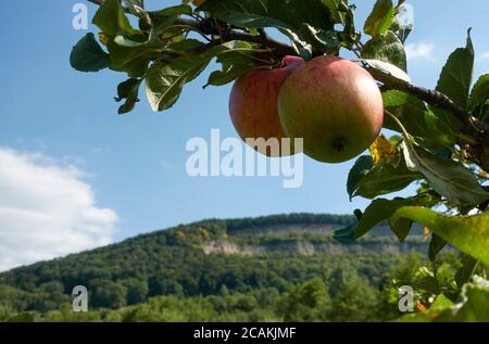 Two ripe apples ( Malus ) with red and green colors hang on the branch of a tree, small hill also high landform in the background, blue sky with white Stock Photo