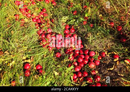 Autumn sun shines on lot of bright red apples fallen from wild tree to the grass ground Stock Photo