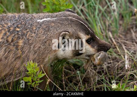badger with prey Stock Photo