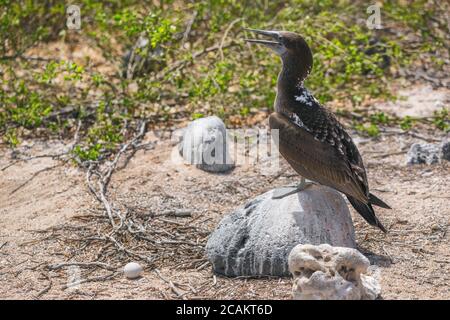 Blue-footed Booby watching over egg in ground nest - Iconic and famous galapagos animals and wildlife. Blue footed boobies are native to the Galapagos Stock Photo