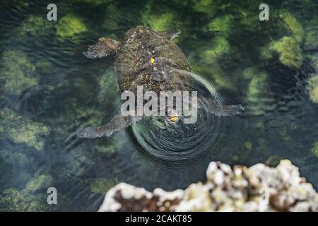 Galapagos green turtle swimming on Galapagos Islands. Snorkeling with green sea turtles in Galapagos Marine Reserve, Ecuador, South America. From Los Stock Photo