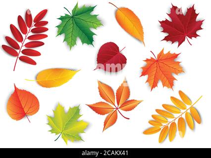 Set of autumn leafs. Forest botanical elements for decoration. Vintage fall seasonal decor. Stock Vector