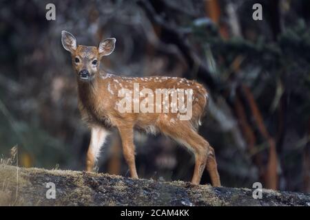 Spotted young black-tailed deer fawn in summer Stock Photo