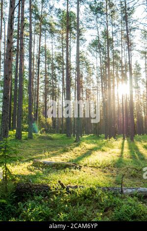 Forest where sun's rays pass through the trees.  Stock Photo