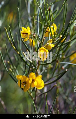 Desert Senna (Senna artemisioides) flowering. March 2011. Entwood Sanctuary. Sandleton. Murraylands. South Australia. Australia. Stock Photo