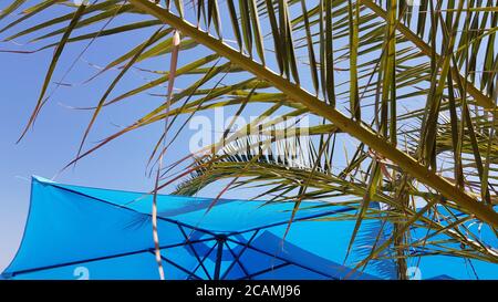 Green striped leaves of palm tree in front of bright blue parasol and light blue sky background.  Summer  sunny day at seaside Stock Photo