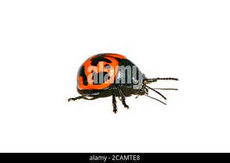 Species Labidomera clivicollis - Swamp Milkweed Leaf Beetle on White background Stock Photo