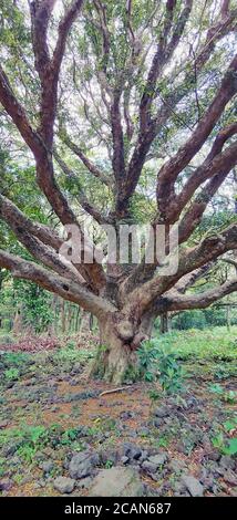 A large tree in the middle of a forest Stock Photo