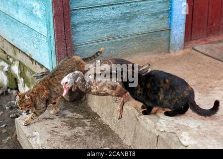A musk duck with cats are going in the courtyard of an old rural house. Stock Photo