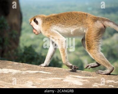 The toque macaque Macaca sinica is a Old World monkey endemic to Sri Lanka, known as the rilewa or rilawa Stock Photo