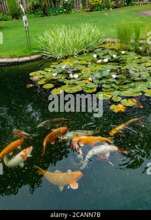 ornate large garden pond with fish and water lilies Stock Photo