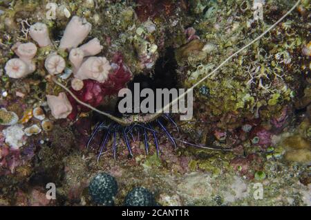 Painted spiny lobster,  Panulirus versicolor, Palinuridae, Anilao, Batangas, Philippines, Philippine Sea, Indo-pacific Ocean, Asia Stock Photo