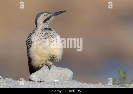 Andean Flicker (Colaptes rupicola), perched on roadside rock, Parque National Lauca, Chile 18th Oct 2017 Stock Photo