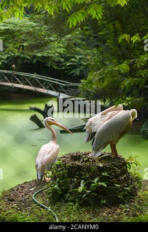 Kerala, India. September 07, 2019. Great white Pelicans water birds in Thiruvananthapuram Zoo or Zoological Park. Stock Photo
