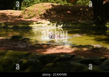 Kerala, India. September 07, 2019.  Hippo or river Hippopotamus bathing and drinking water in Thiruvananthapuram Zoo or Zoological Park. Stock Photo