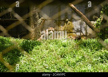 Kerala, India. September 07, 2019. Cheetah in Thiruvananthapuram Zoo or Zoological Park. Stock Photo