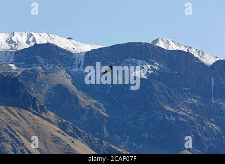 Andean Condor (Vultur gryphus) Flying over Colca Canyon, Against Cliffside and Glacier Mountains. Colca Canyon, Peru Stock Photo